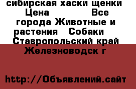 сибирская хаски щенки › Цена ­ 10 000 - Все города Животные и растения » Собаки   . Ставропольский край,Железноводск г.